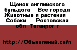 Щенок английского бульдога  - Все города Животные и растения » Собаки   . Ростовская обл.,Таганрог г.
